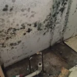Mold infestation in home