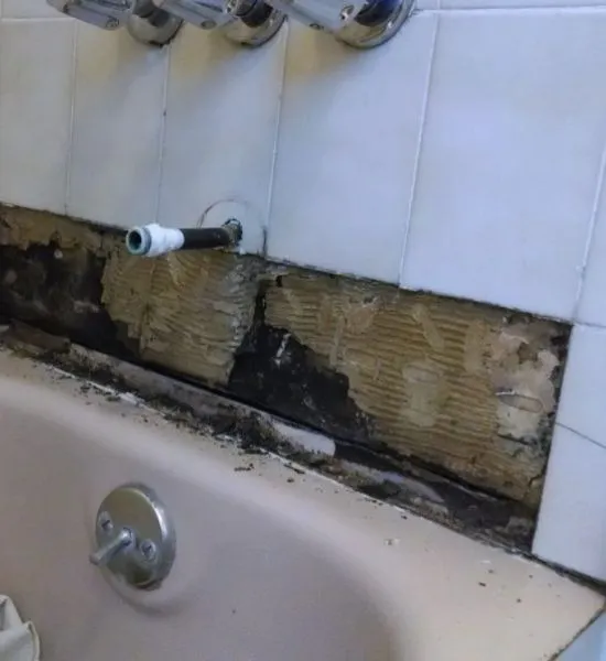 black Mold infestation in home