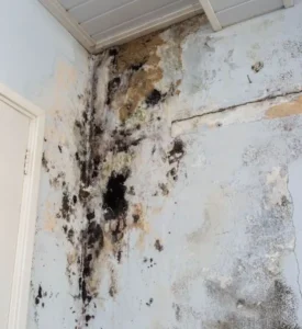 mold infestation