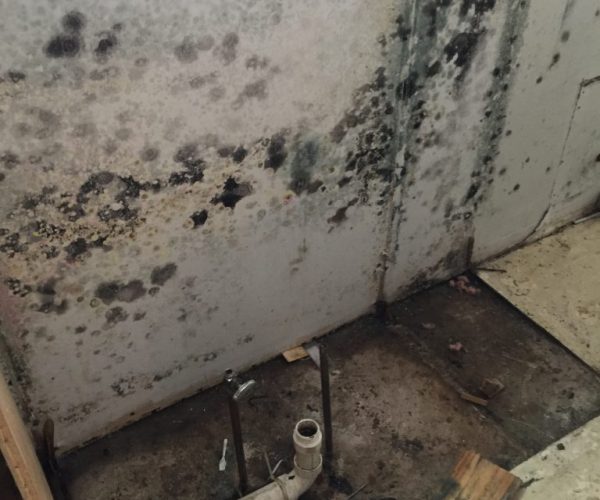 Mold-on-drywall-due-to-trapped-moisture-in-wall-behind-Kitchen-cabinet-e1490117537264-768x1024