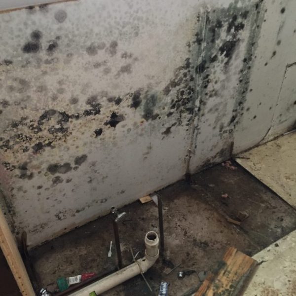 Mold-on-drywall-due-to-trapped-moisture-in-wall-behind-Kitchen-cabinet-e1490117537264-768×1024 – Copy Mold-on-drywall-due-to-trapped-moisture-in-wall-behind-Kitchen-cabinet-e1490117537264-768x1024 - Copy