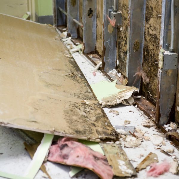 Moldy section Moldy section
